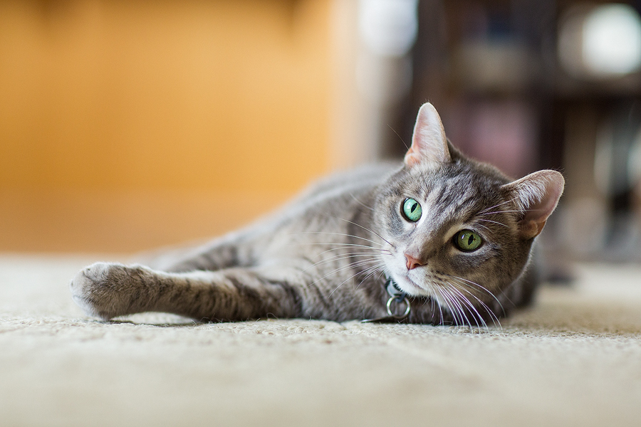 IMAGE: http://www.anthonyhelton.com/blog/wp-content/uploads/2013/06/060113_AriesHarleySandi_10.jpg