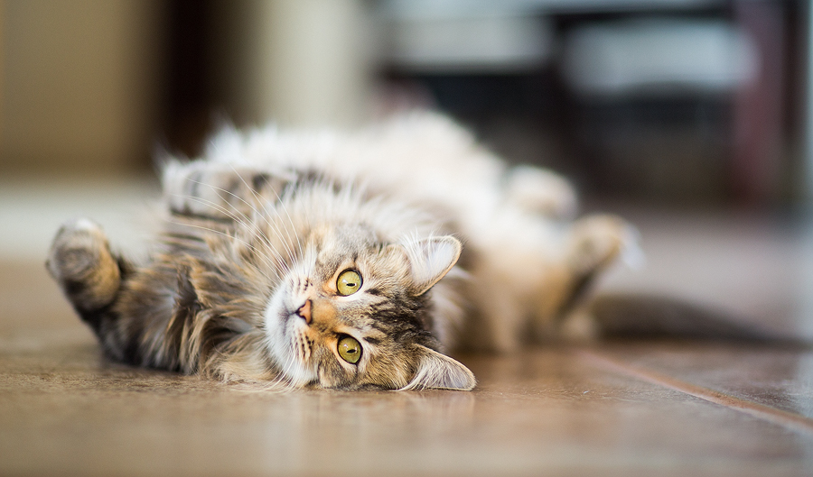 IMAGE: http://www.anthonyhelton.com/blog/wp-content/uploads/2013/06/060113_AriesHarleySandi_29.jpg