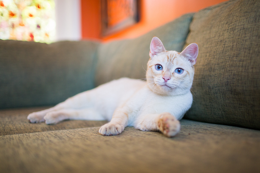 IMAGE: http://www.anthonyhelton.com/blog/wp-content/uploads/2013/06/060213_EdZombieDoins_15.jpg