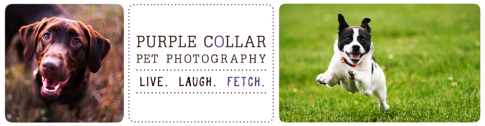 Sacramento Pet Photographer – Purple Collar Pet Photography logo